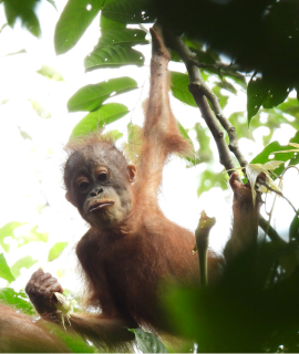 Activity-OrangUtan