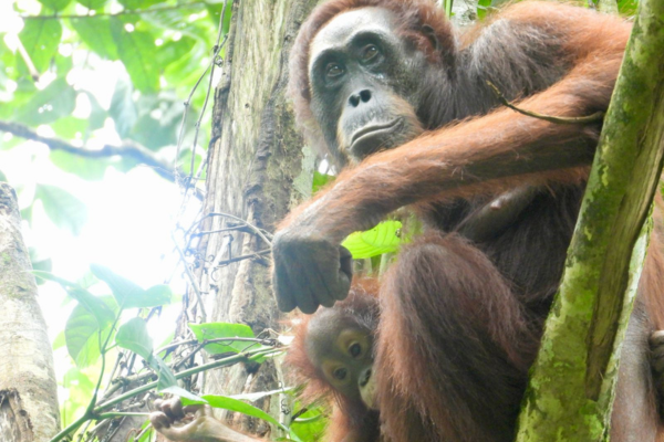 Orangutan3